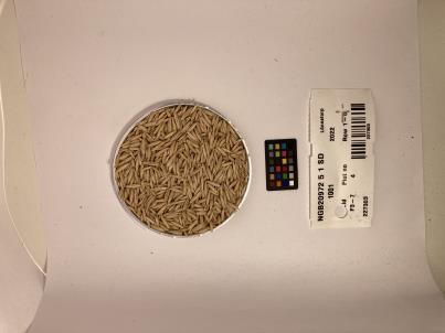 Click for 1 image(s) for this accession. SEED